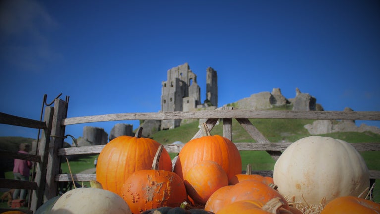 Pumpkin display with Corfe Castle in the background